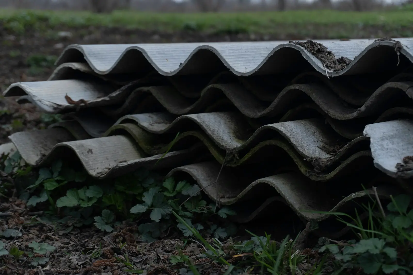 Plaques ondulées en fibrociment empilées à même le sol, bords ébréchés et mousse prise entre les vagues.